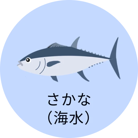 さかな(海水)