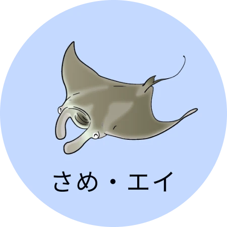 さめ・エイ