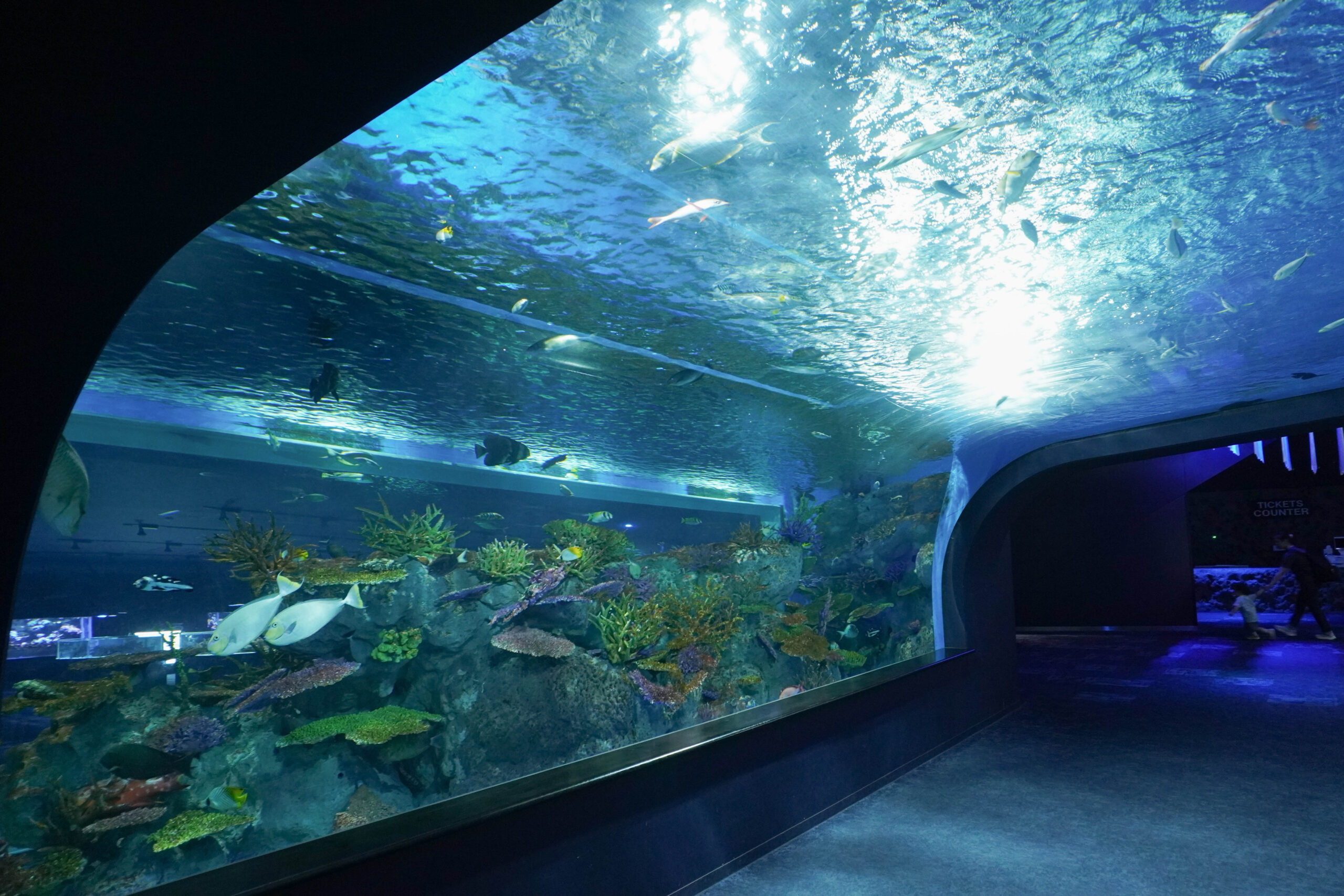 DMM水族館-35